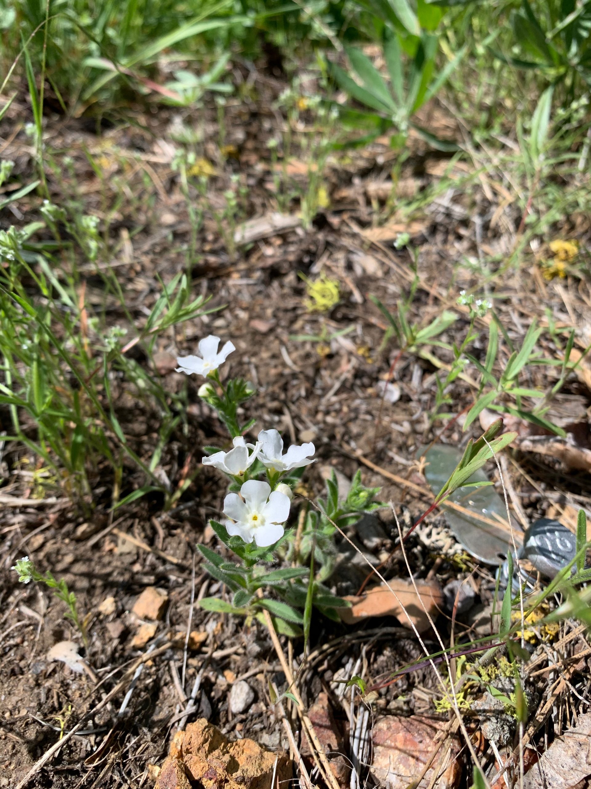 This showy stickseed (Hackelia venusta), survived its first winter, having been planted by Rare Care in the fall of 2019 as part of a reintroduction of the endangered species. The plant survived to flower this spring.