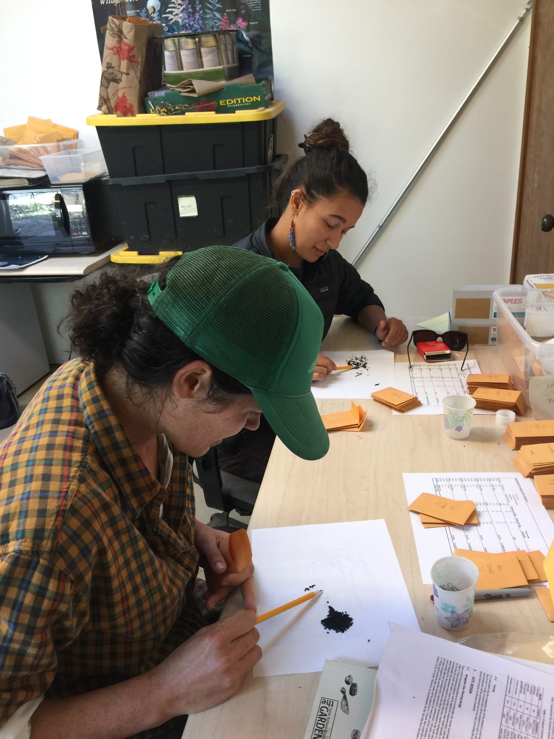 Students Molly and Sheyna count seeds from El Dorado County for the Pine Hill Preserve Project. Photo credit: Brett Hall, courtesy of University of California Santa Cruz Arboretum.