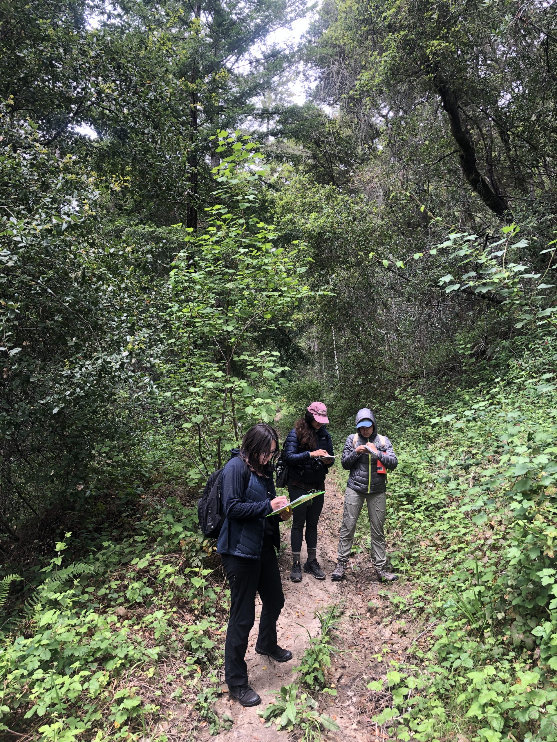 Mariana, Lucy, and Andrea jot down a list of plant species while hiking through the Santa Cruz mountains. Photo credit: Brett Hall, courtesy of University of California Santa Cruz Arboretum.