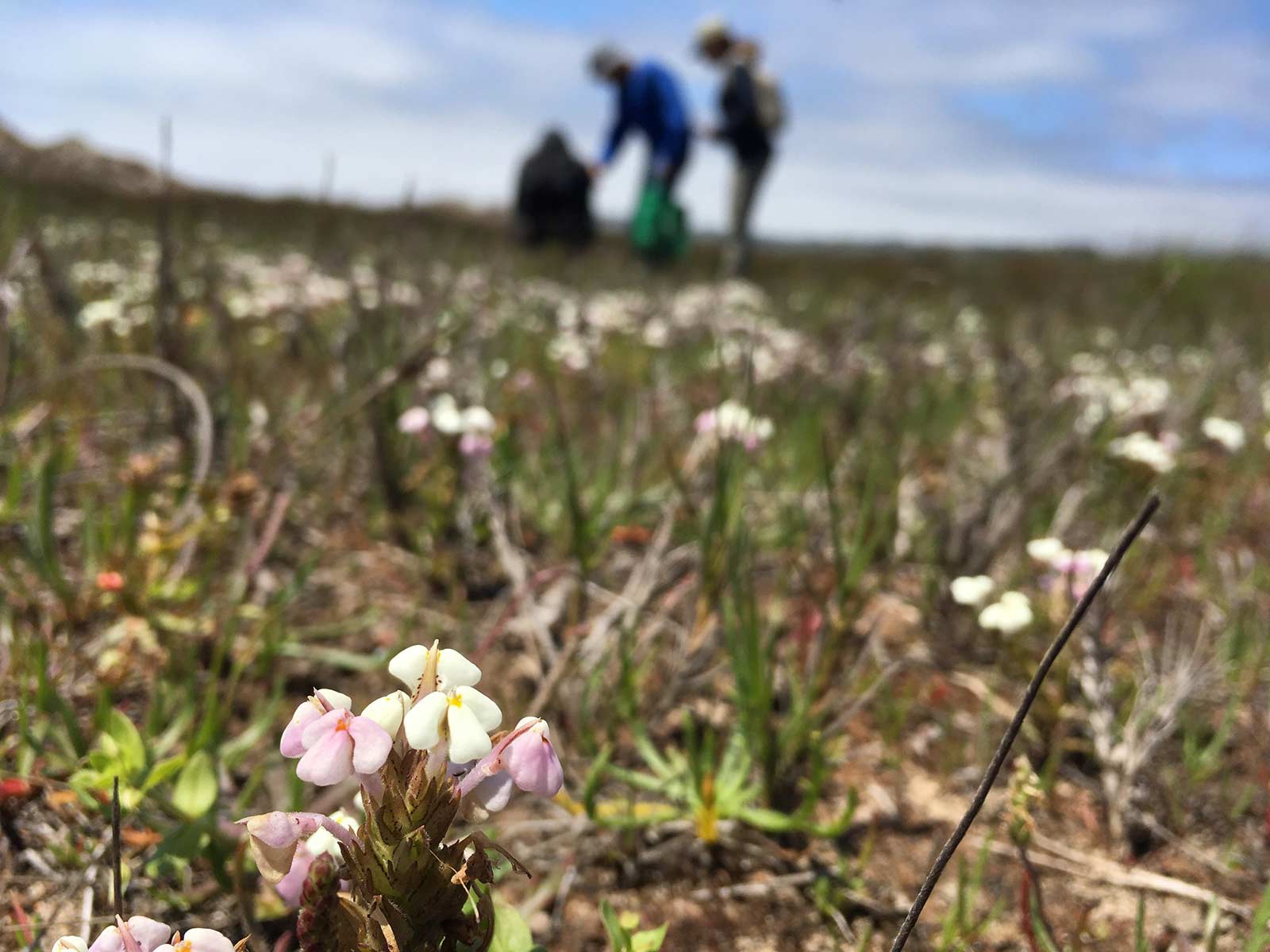 Yellow owl’s clover (Triphysaria versicolor ssp. versicolor) found during a survey in coastal San Mateo county. Photo credit: Lucy Ferneyhough, courtesy of University of California Santa Cruz Arboretum.