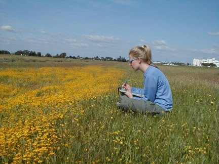 Jennifer observing Lasthenia pollinator.