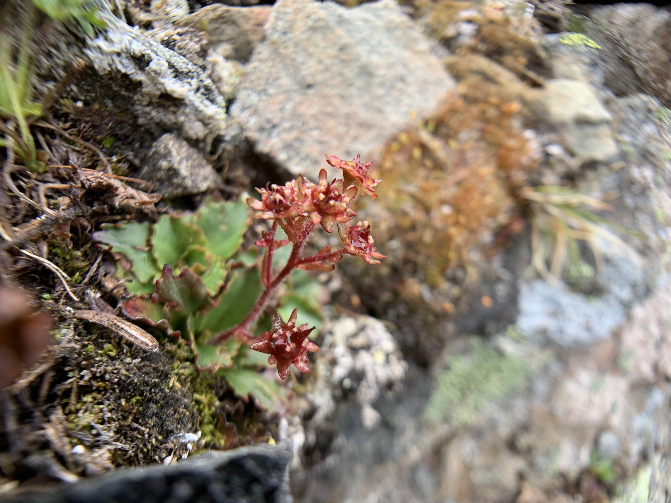 Tisch’s saxifrage (Micranthes tischii) is an endemic plant found in the Olympic Mountains and one of Wendy’s favorite plants because it claims her favorite habitat – alpine – as home. Rare Care is monitoring the species with interns as part of their National Park Service project.