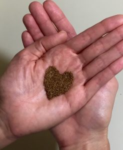Over 10,000 ‘Ōhi‘a seeds in the palm of the hand.