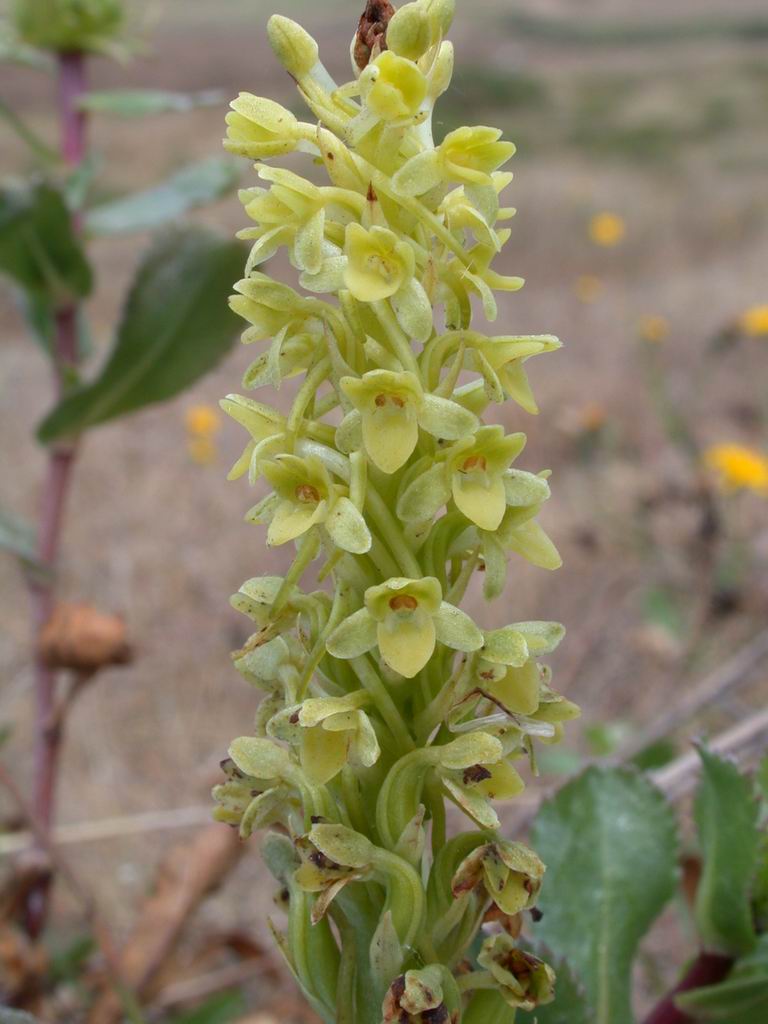 Photo of Michael's rein orchid