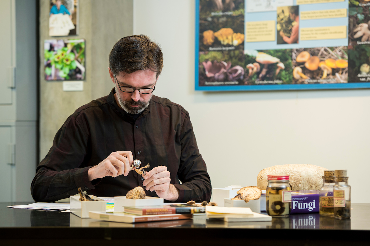 Andrew Wilson sets to work with specimens of the Sam Mitchel Herbarium of Fungi.