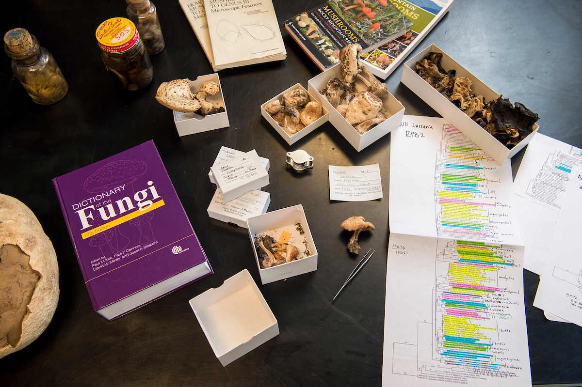 Specimens, phylogenies, and other resources to help identify fungi and conduct research.