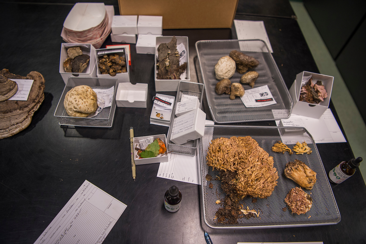 Some of the nearly 30,000 fungi specimens of the herbarium.