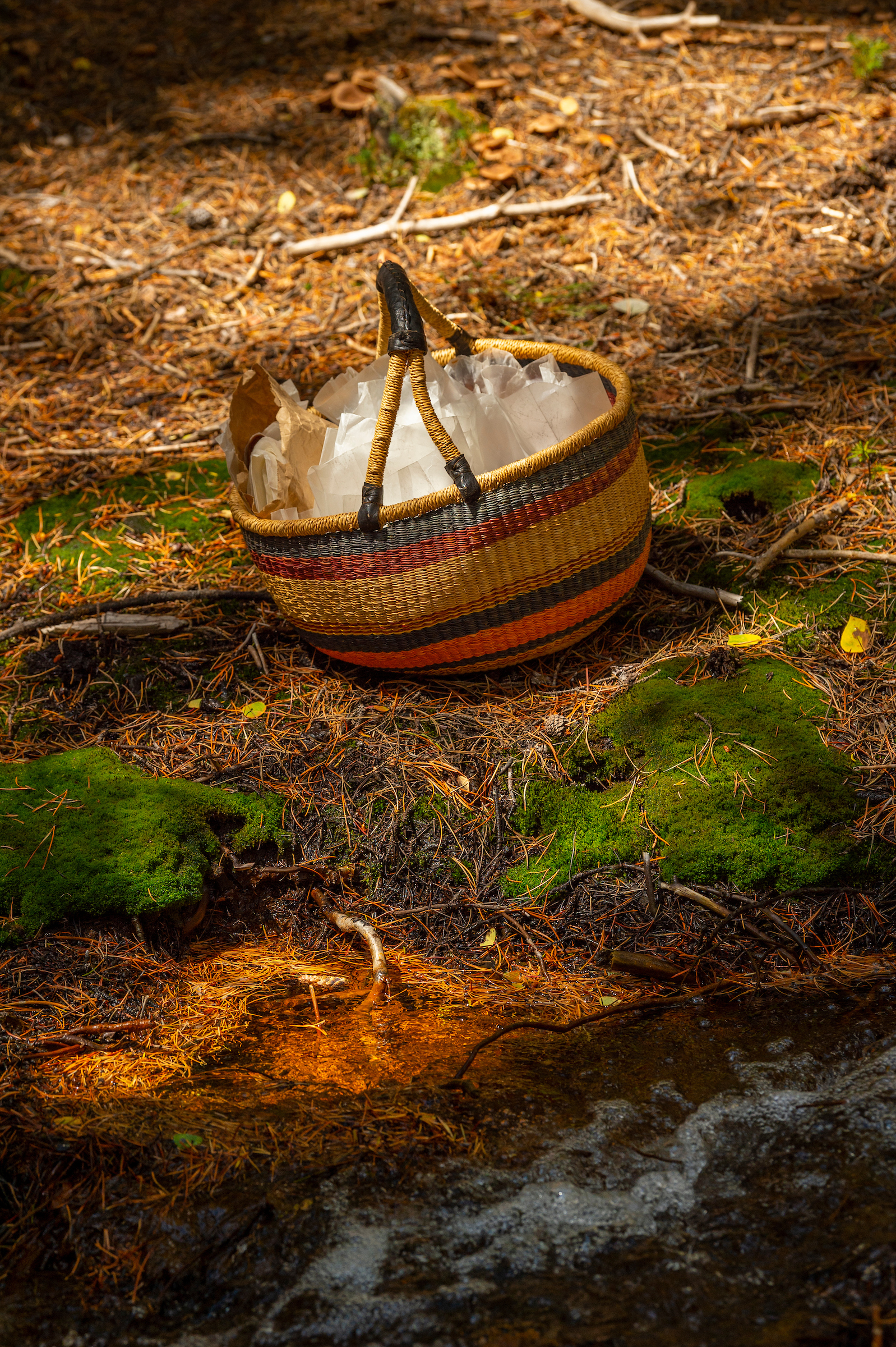 Mycology research near the Hall Valley Campground.