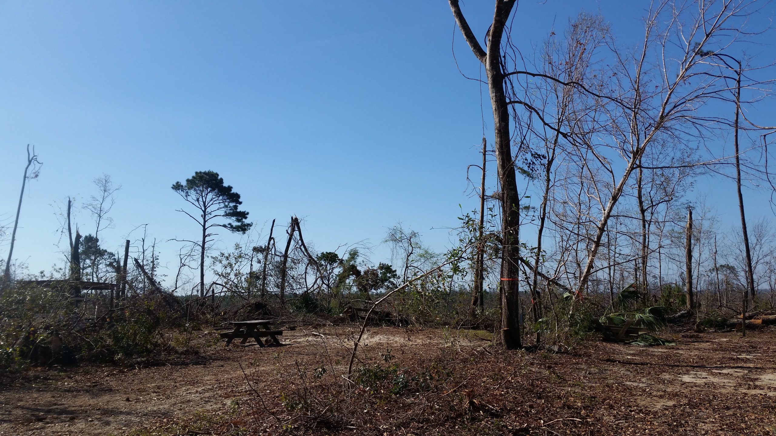 Hurricane Michael in 2018 severely damaged much of the forest in the Torreya State Park, including the rare conifers habitat and the trees themselves.