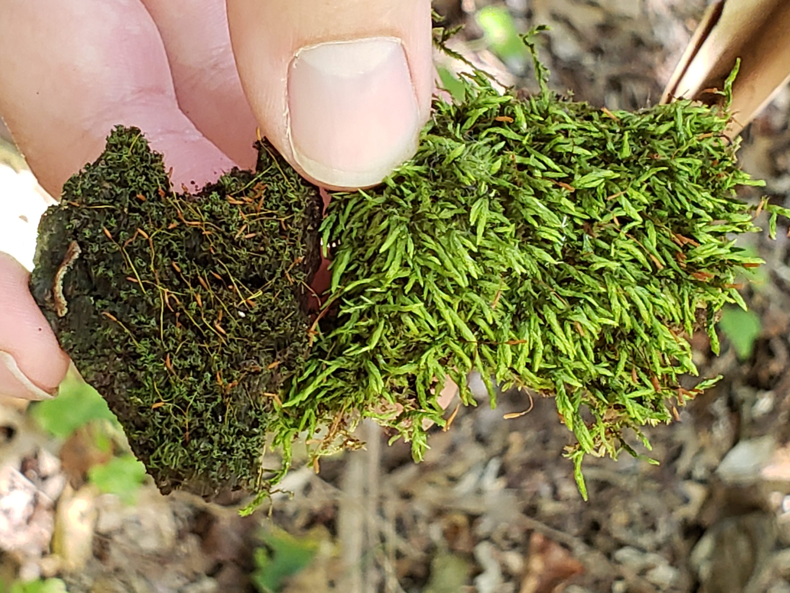 BRIT continues to add to its bryophyte collection, though nearly a quarter of the specimens were collected by Eula Whitehouse last century.