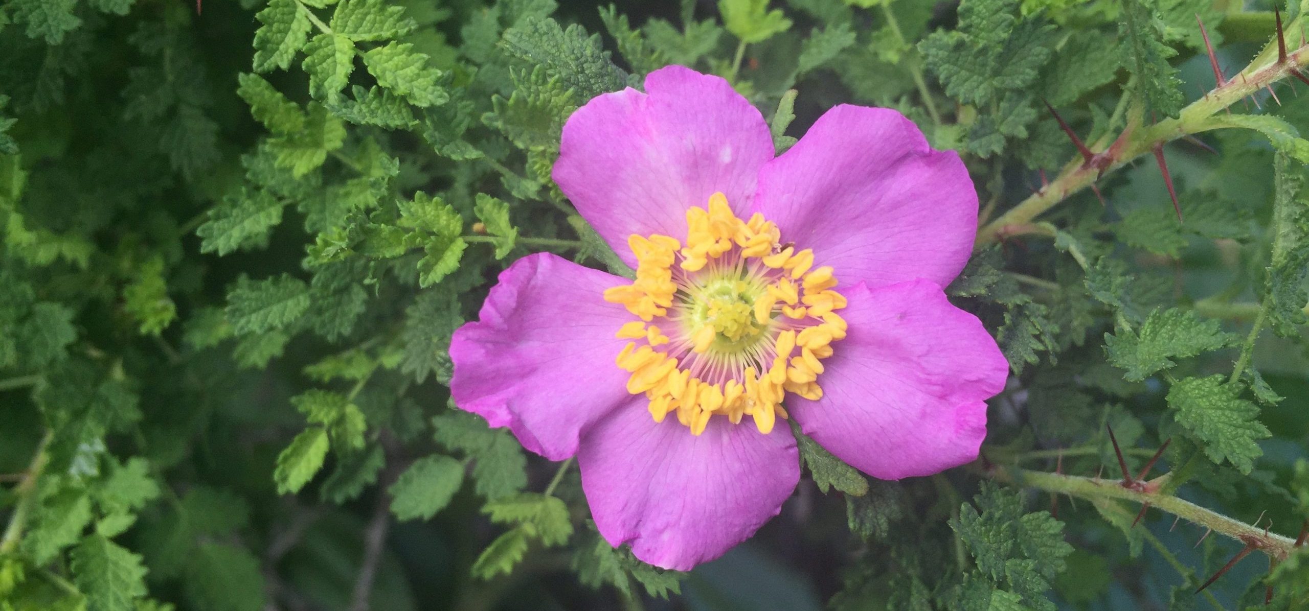 Small-leaved rose is officially recognized as Rosa minutifolia, and calling it otherwise in your database could lead to confusion when sharing the data, even if would smell the same.