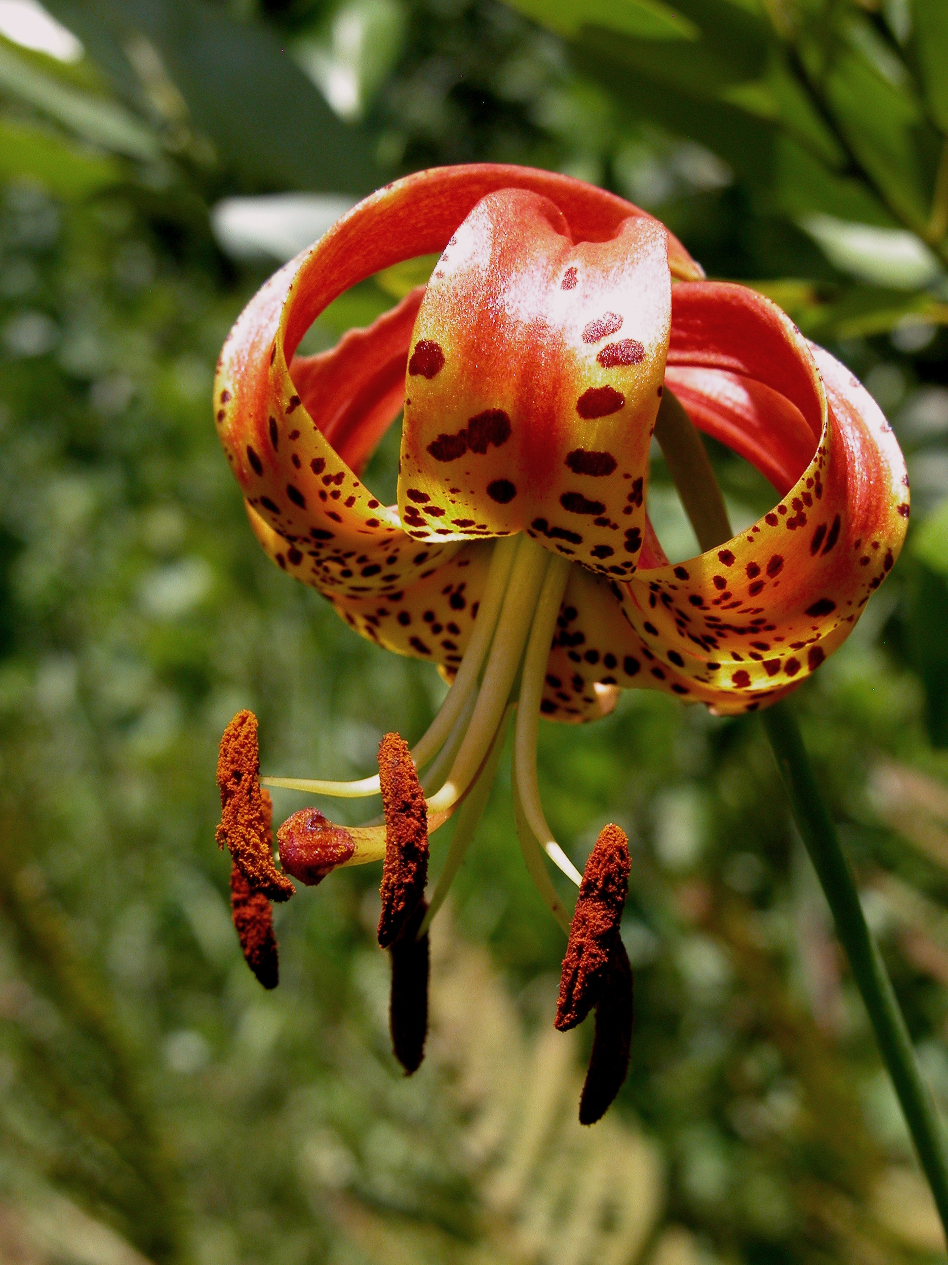 Sandhills lily (Lilium pyrophilum)