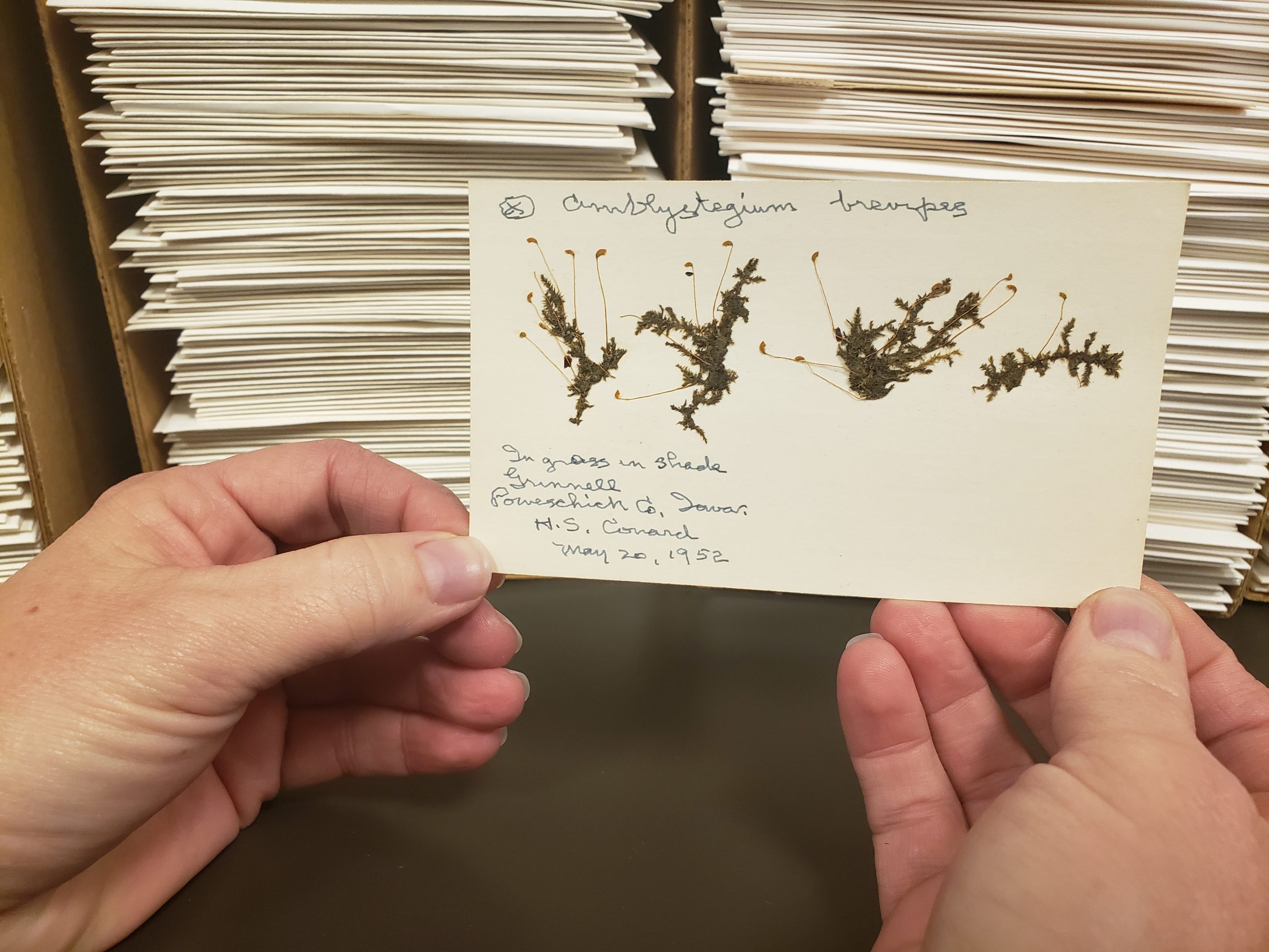 The majority of the bryophyte collection at BRIT was collected between 1934 and 1980.