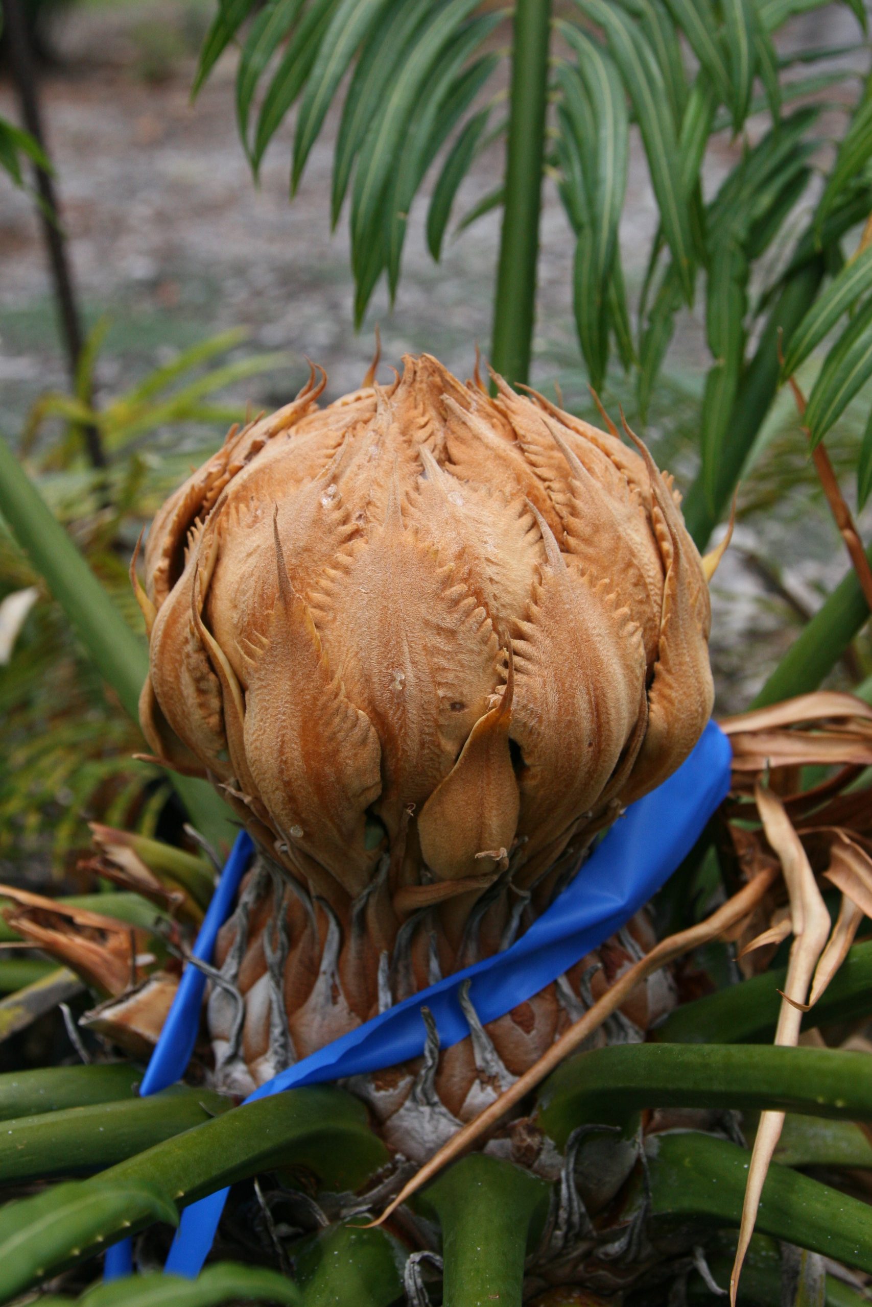 A cycad cone developing on a female plant.