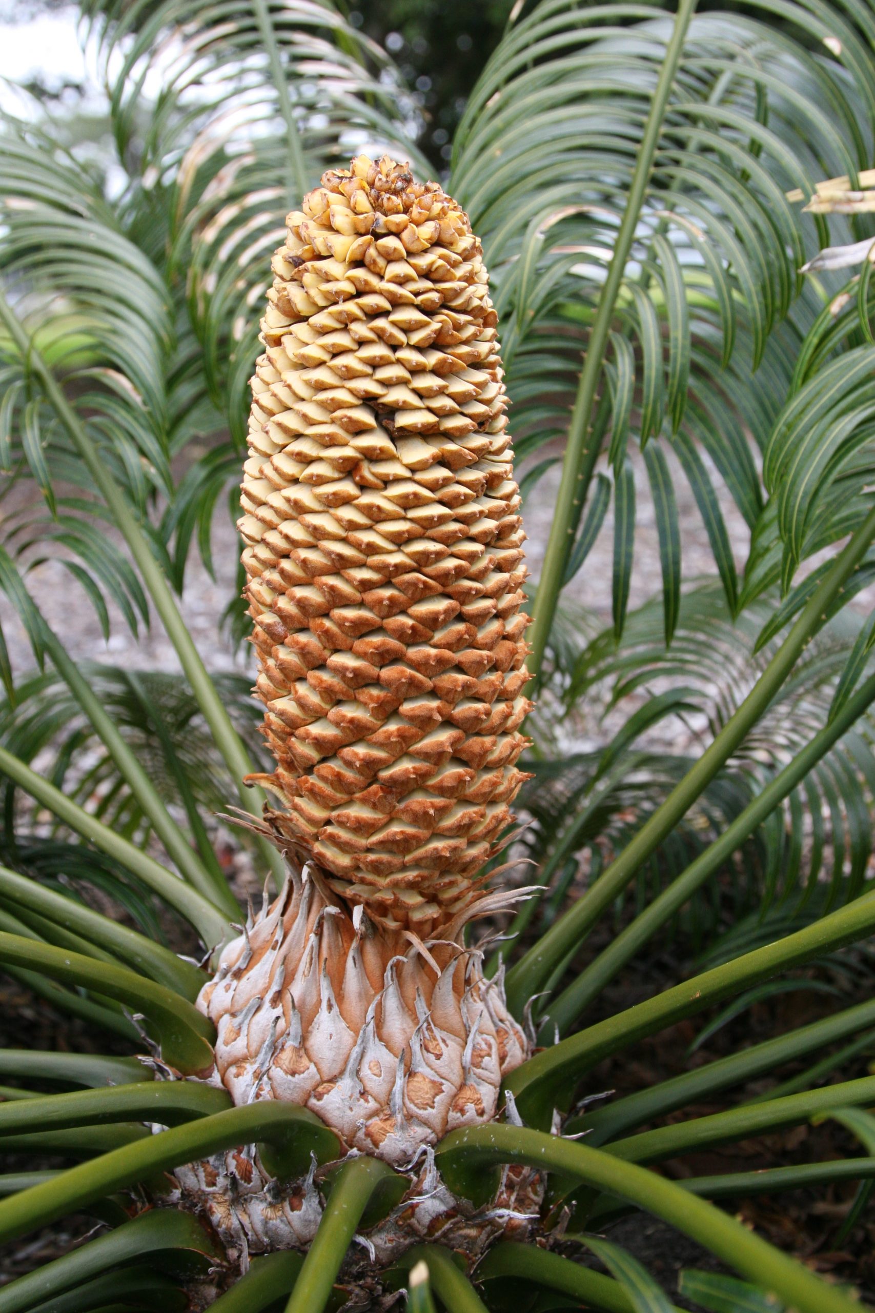 Cycad cone developing on a male plant.