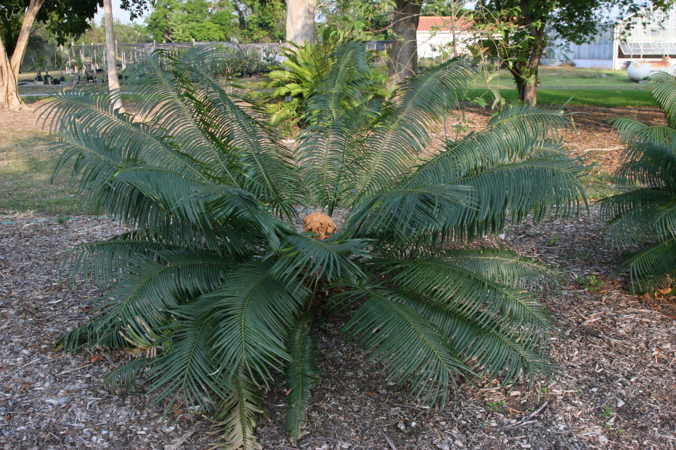 The Micronesian cycads growing at MBC have yet to reach their impressive heights, but are thriving.