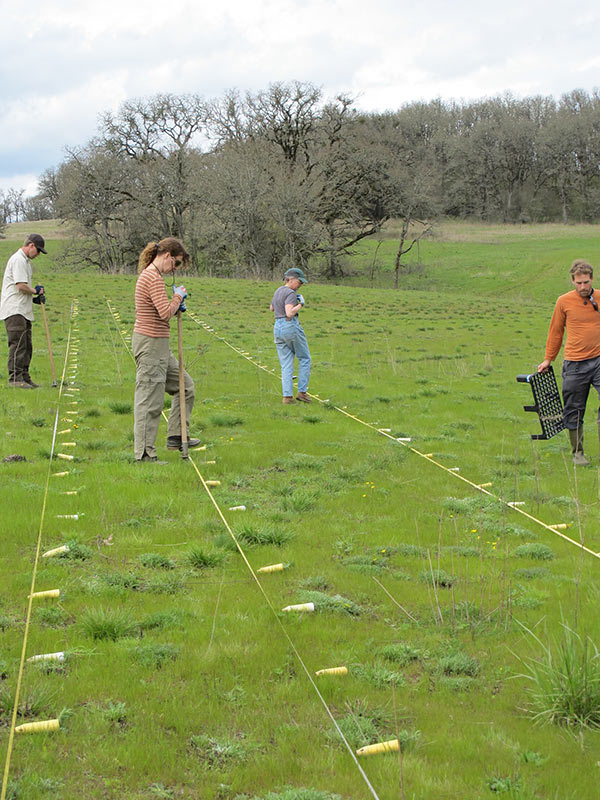 Photo of AEI golden paintbrush restoration