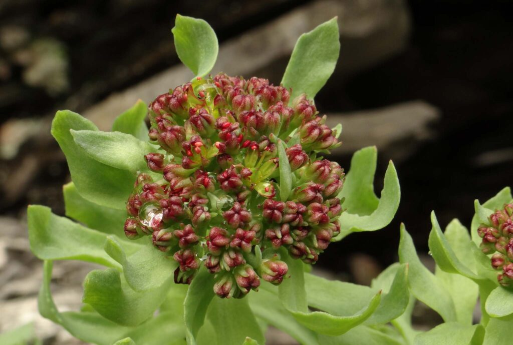 Leedy’s Roseroot (Rhodiola integrifolia ssp. leedyi)
