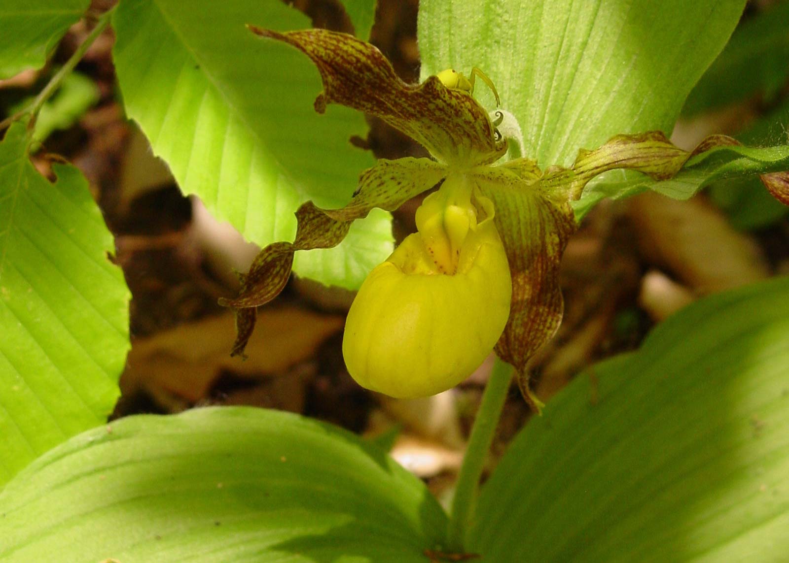 Large yellow lady’s-slipper orchid (Cypripedium parviflorum var. pubescens).