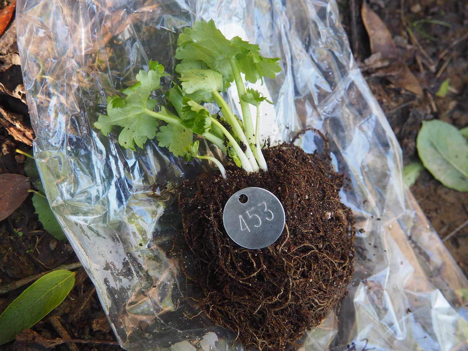 A Delphinium bakeri plant is ready for outplanting in 2019.