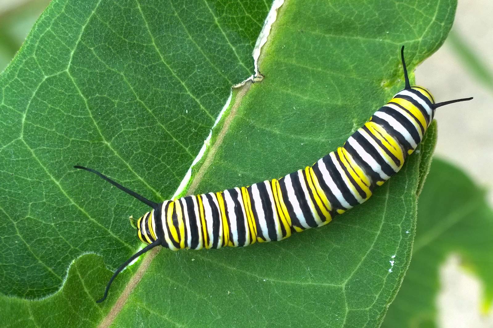 Monarch butterfly larvae