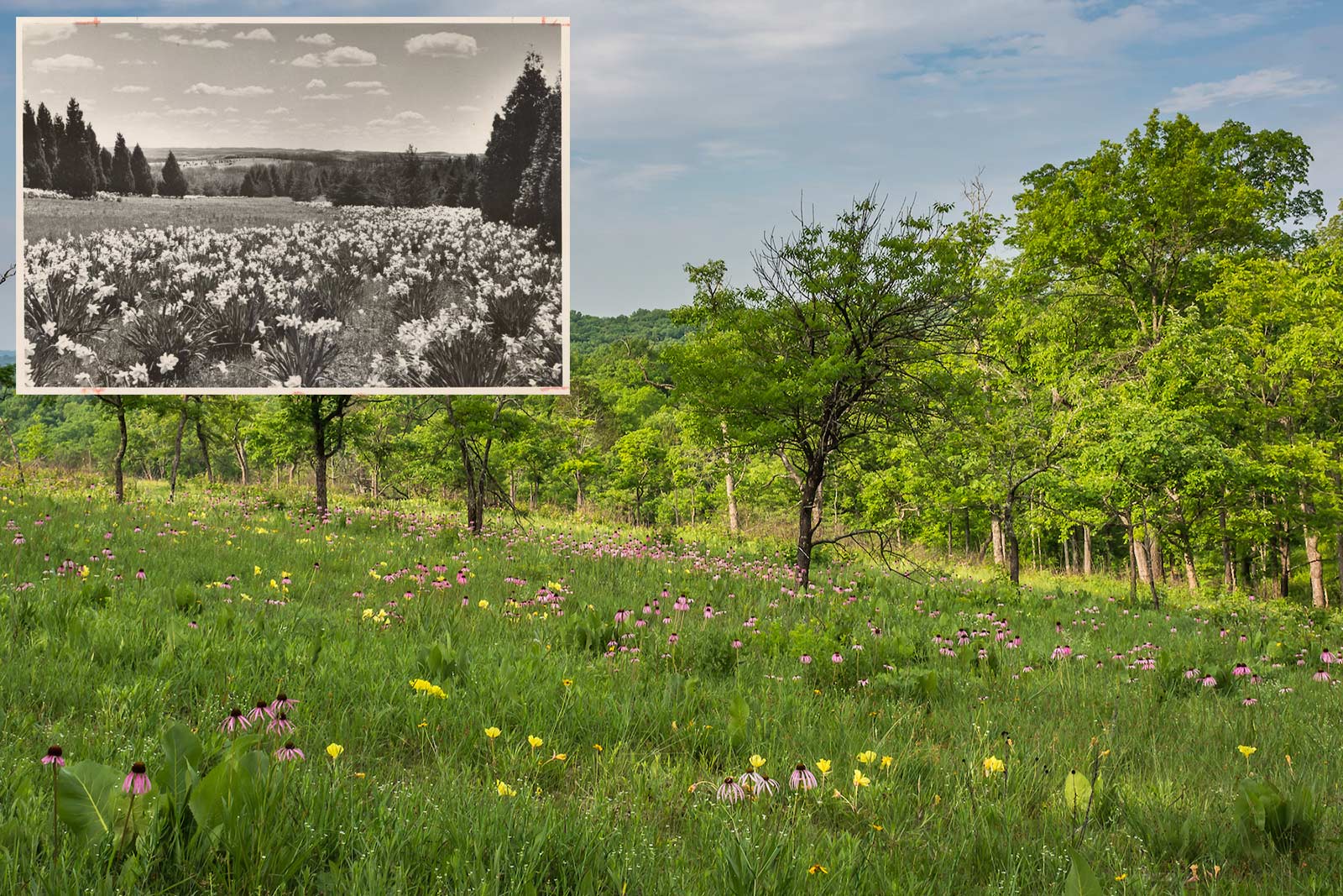 Shaw Nature Reserve image