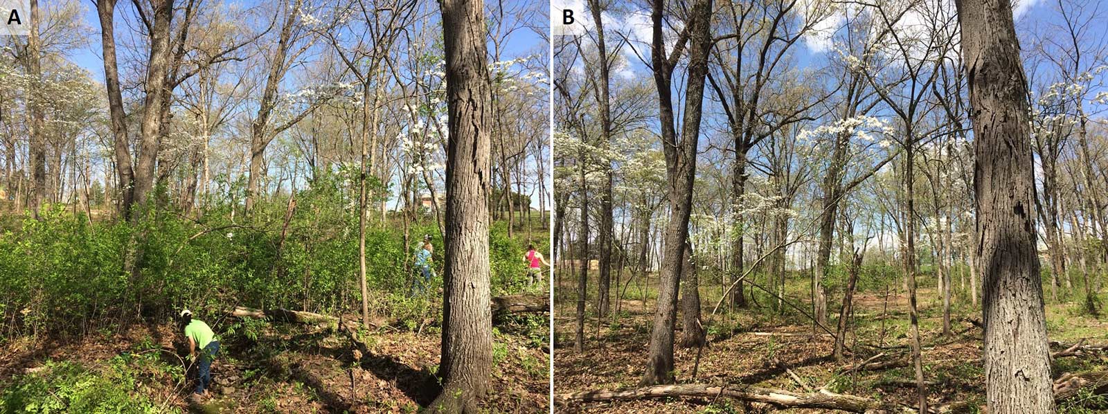 Removal of invasive Amur honeysuckle (Lonicera maackii) and Border privet (Ligustrum obtusifolium) from a degraded woodland.