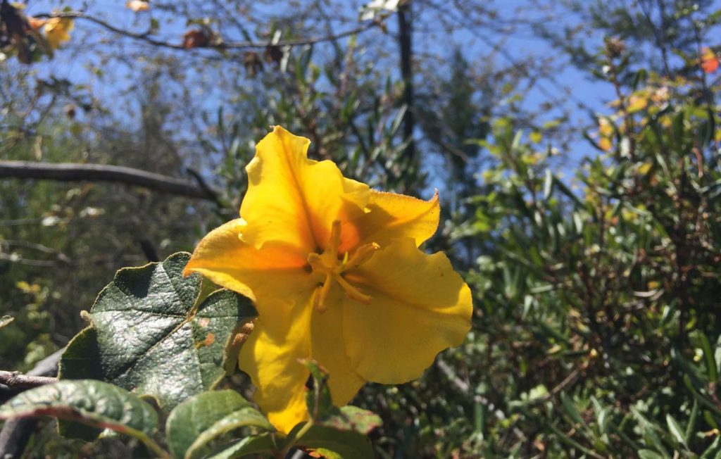 Mexican flannelbush (Fremontodendron mexicanum)