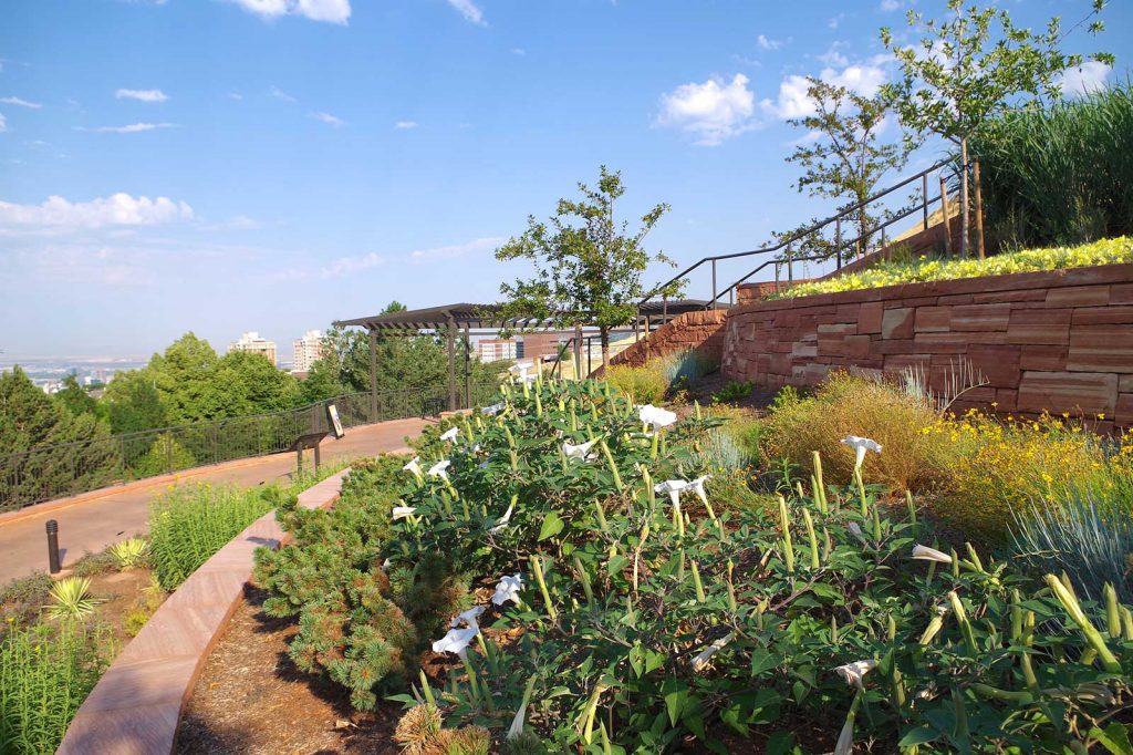 Water Wise Border in the garden.