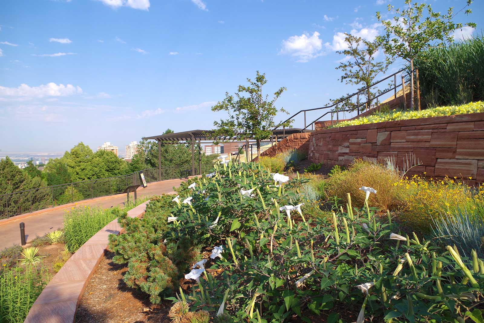 Water Wise Border in the garden.