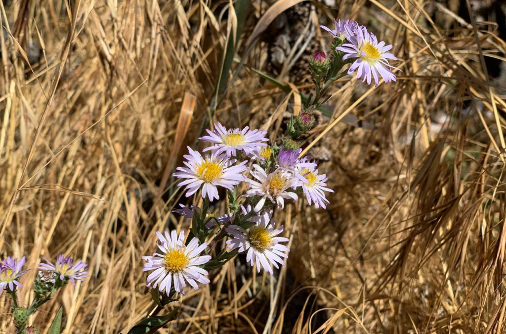 San Bernardino aster (Symphyotrichum defoliatum), a rare California species.