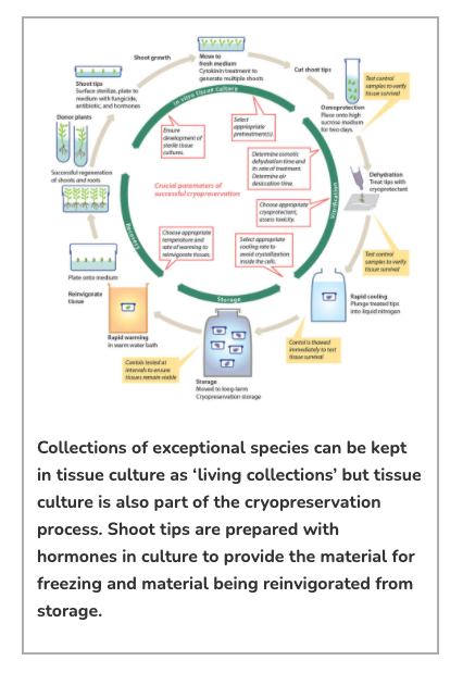 Collections of exceptional species can be kept in tissue culture as ‘living collections’ but tissue culture is also part of the cryopreservation process. Shoot tips are prepared with hormones in culture to provide the material for freezing and material being reinvigorated from storage.