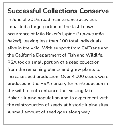 Successful Collections Conserve In June of 2016, road maintenance activities impacted a large portion of the last known occurrence of Milo Baker’s lupine (Lupinus milo-bakeri), leaving less than 100 total individuals alive in the wild. With support from CalTrans and the California Department of Fish and Wildlife, RSA took a small portion of a seed collection from the remaining plants and grew plants to increase seed production. Over 4,000 seeds were produced in the RSA nursery for reintroduction in the wild to both enhance the existing Milo Baker’s lupine population and to experiment with the reintroduction of seeds at historic lupine sites. A small amount of seed goes along way.