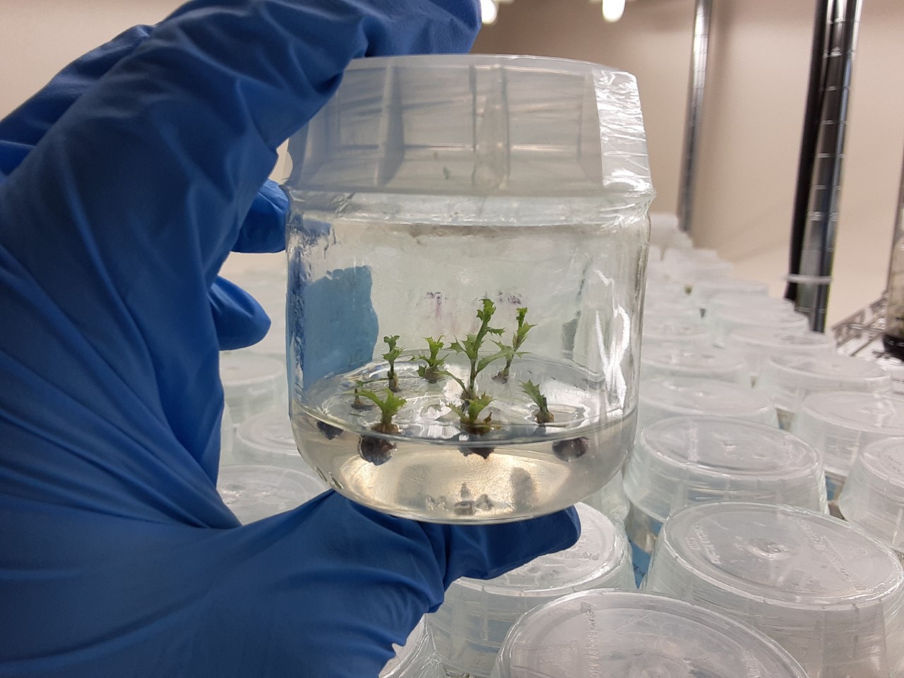 Nuttall's scrub oak (Quercus dumosa) is a threatened oak species - and oaks cannot be conserved through traditional seed banking methods. Tissue culture and cryopreservation will be key to their conservation.