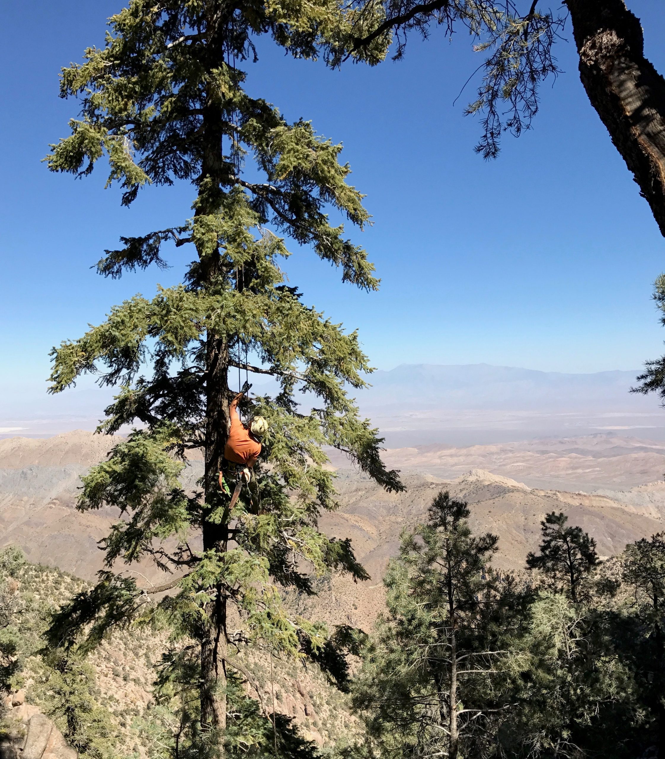 White fir (Abies concolor)