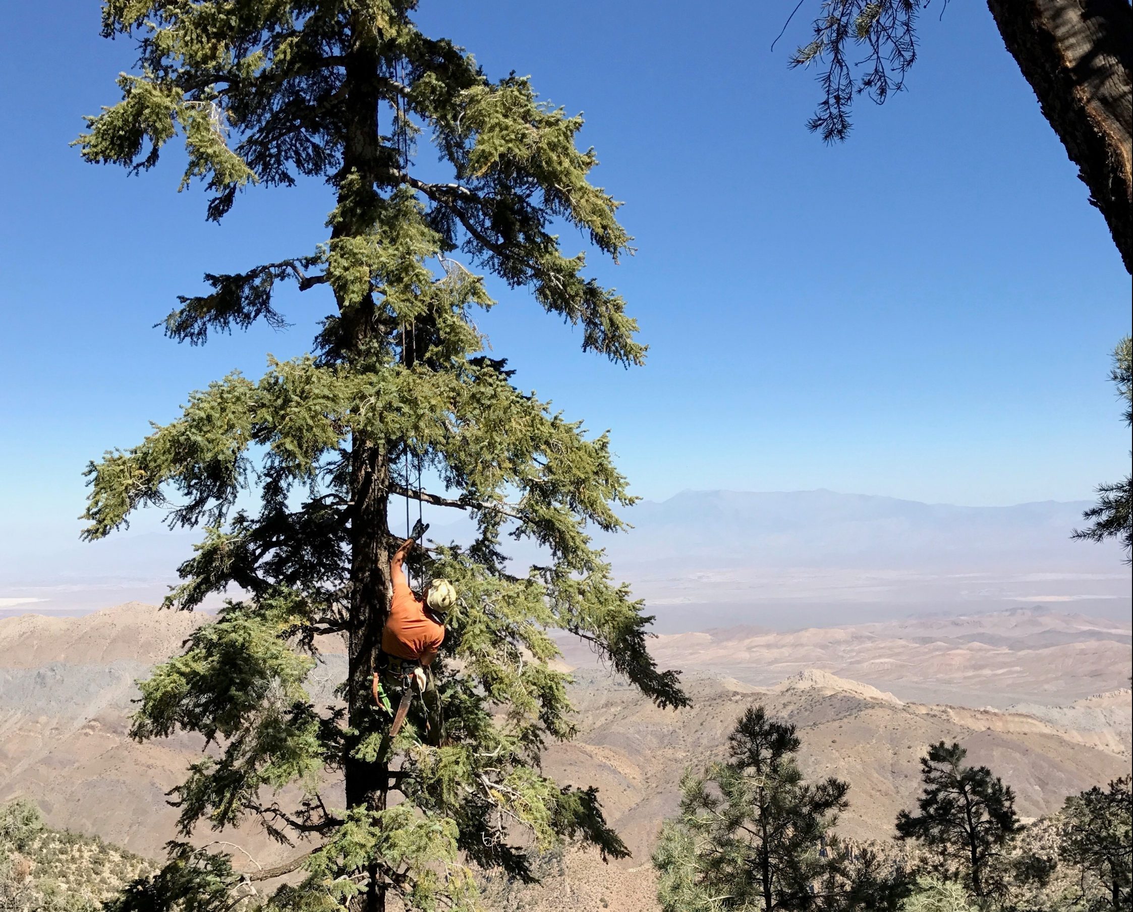 Working together has allowed CaPR partners to seek difficult to collect species, such as those in hard to access locations with hard to access cones like this white fir. The Biodiversity Initiative funding will also push CaPR institutions to these types of collections.