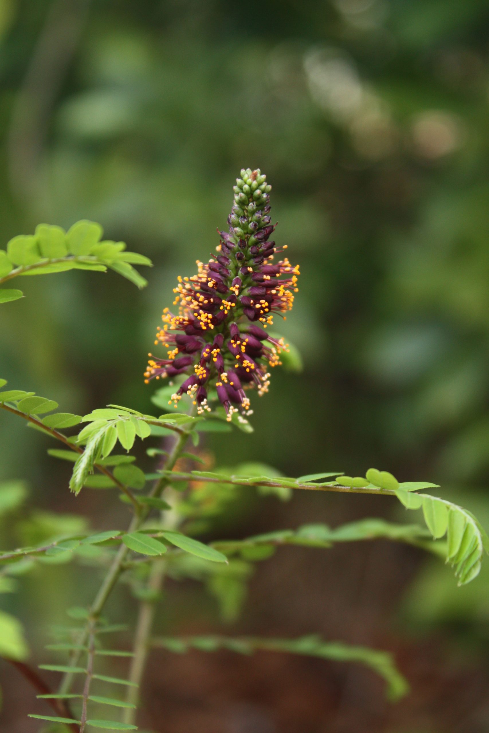 Photo of Georgia false indigo (Amorpha georgiana)