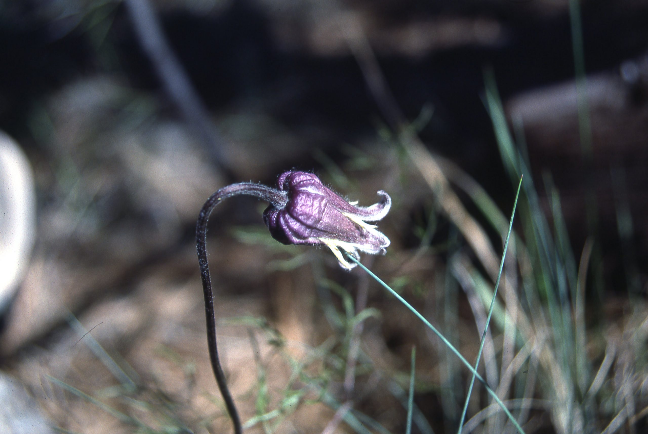 Image of Arizona leatherflower (Clematis hirsutissima var. arizonica).