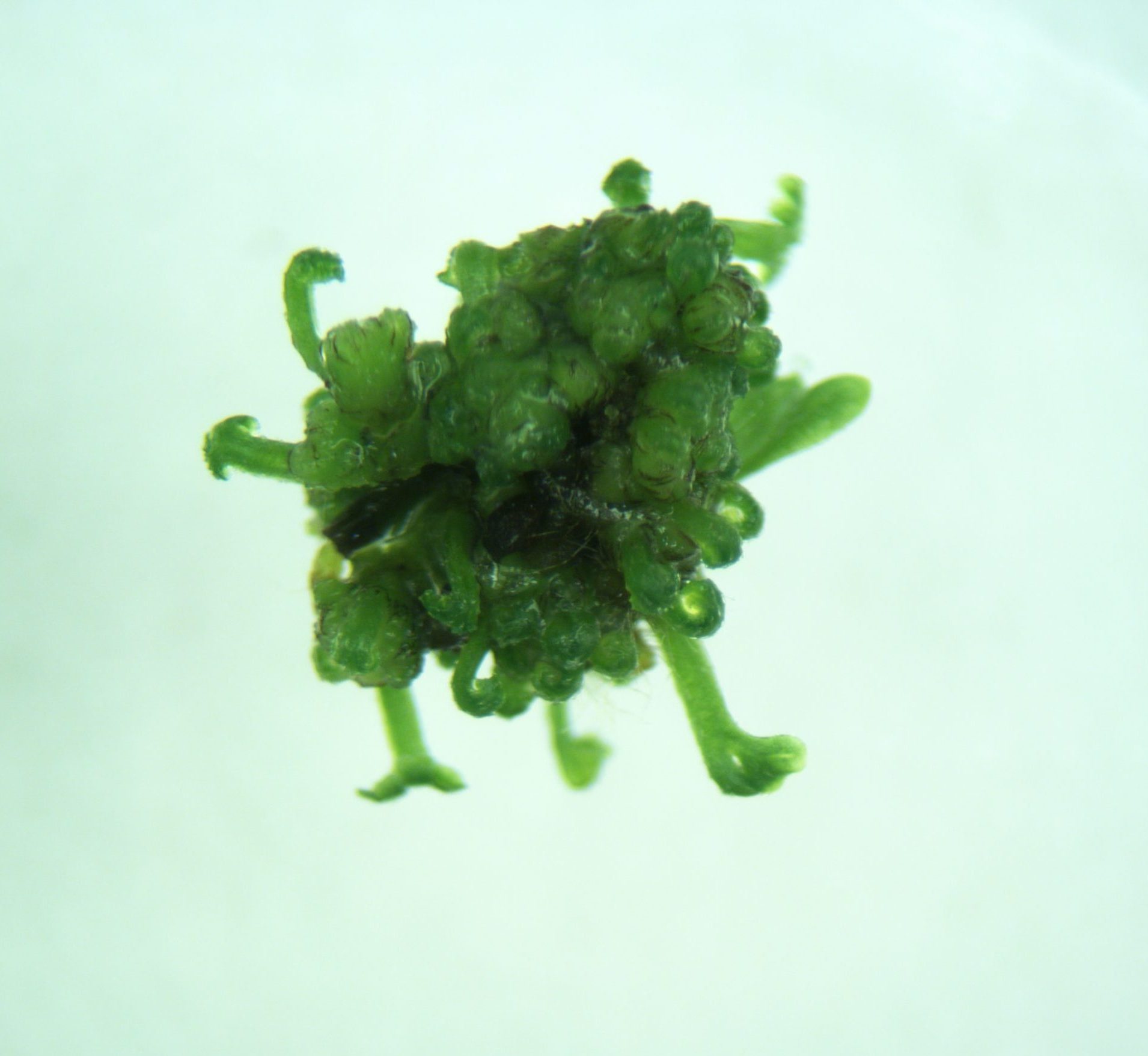 Production of green globular bodies, like this one, have been key to successfully cryopreserving a federally endangered fern (Asplenium peruvianum var. insulare) from Hawaii.