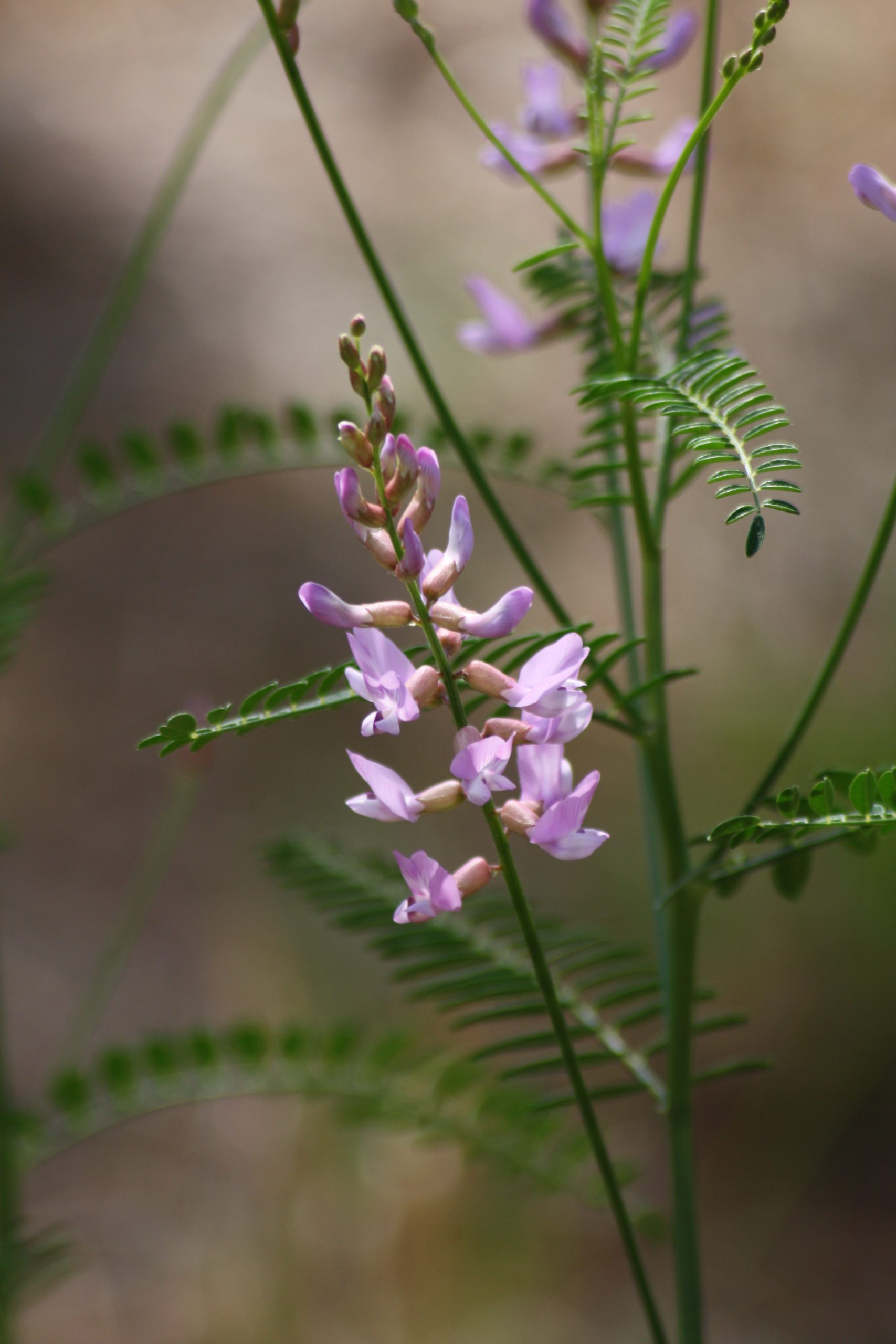 Sandhills milk vetch (Astragalus michauxii)