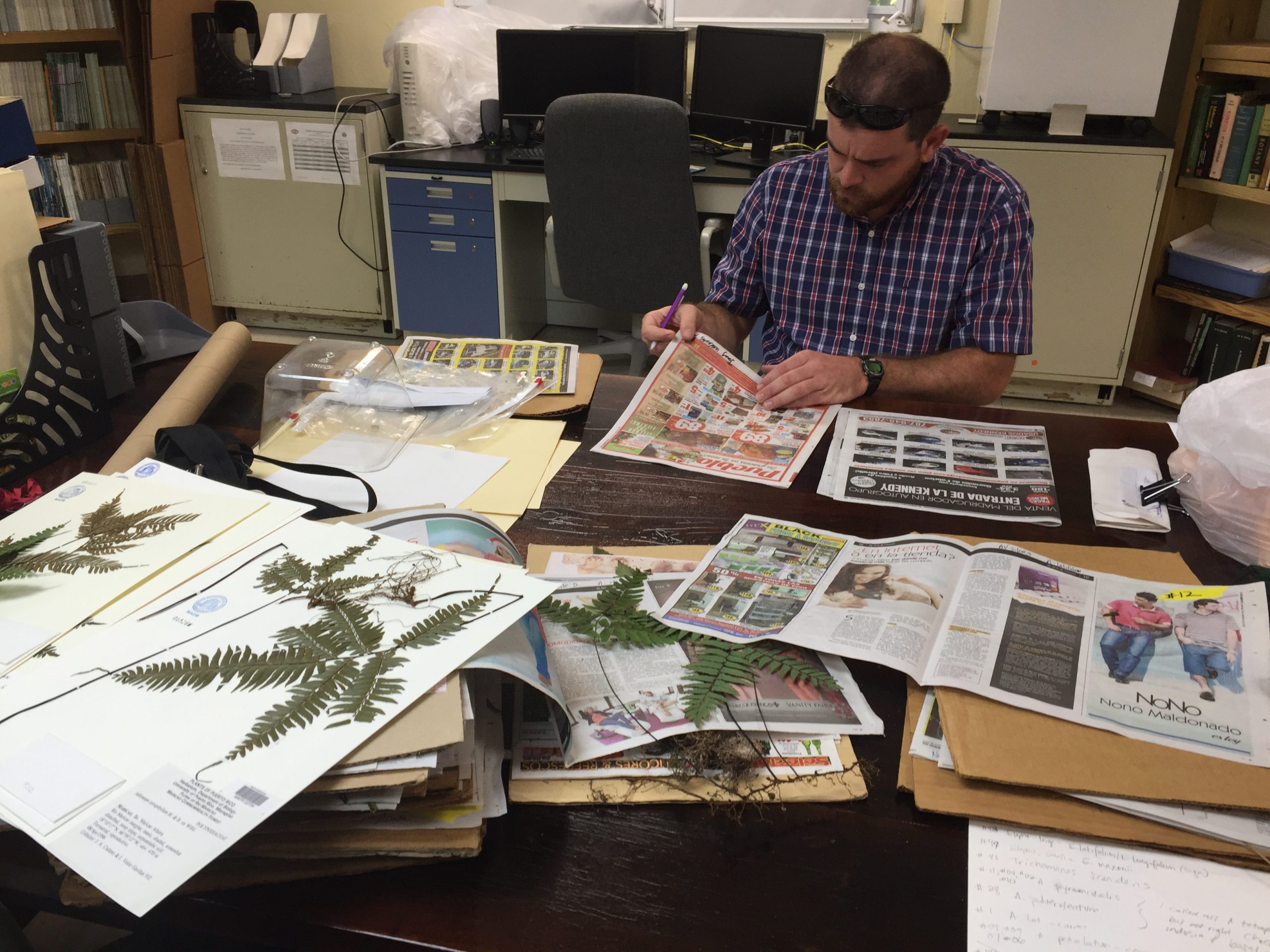 Before field surveys, Jimmy (above) and Jennifer studied specimens in the University of Puerto Rico herbarium at Mayaguez to better familiarize themselves with targets species.