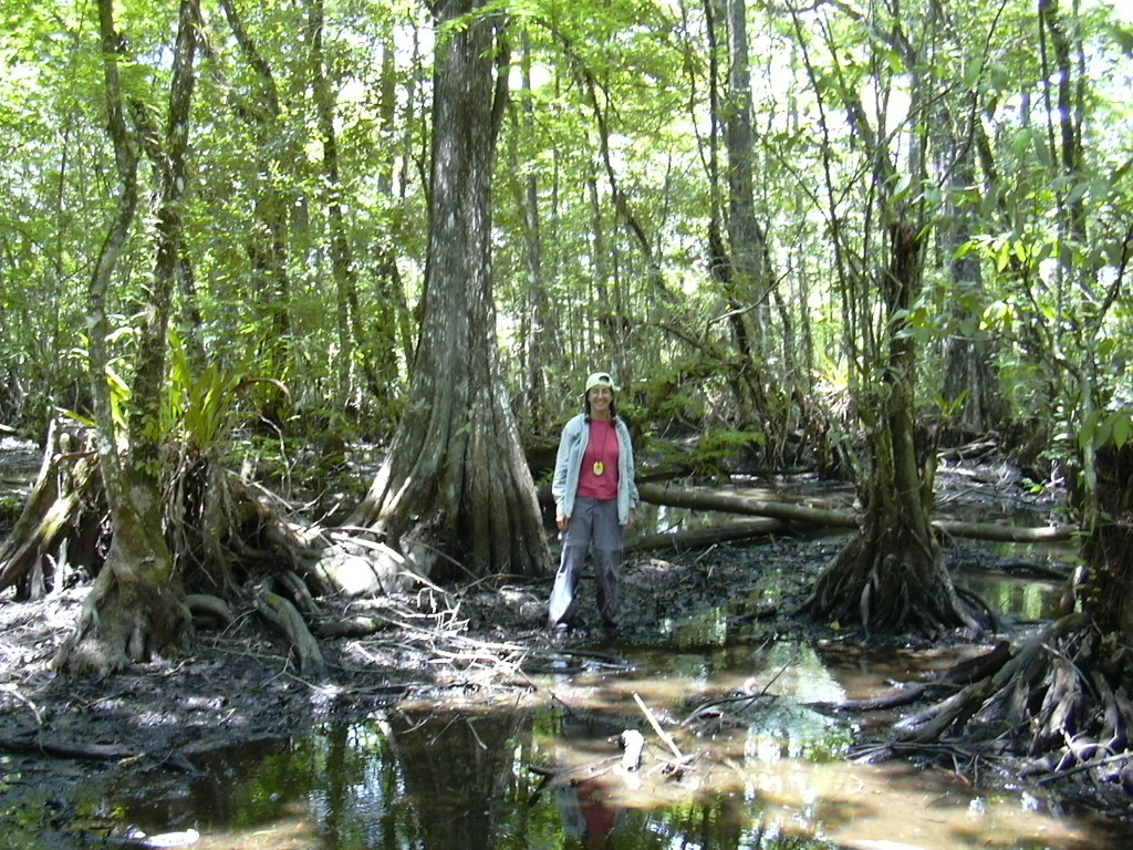 Photo of Anne Frances monitoring the big cypress during her work at the Institute for Regional Conservation During and following her master’s work, Anne worked as a field botanist for the Institute for Regional Conservation and the seed lab at Fairchild Tropical Botanical Garden. Her work at IRC included monitoring the big cypress she is pictured with here.