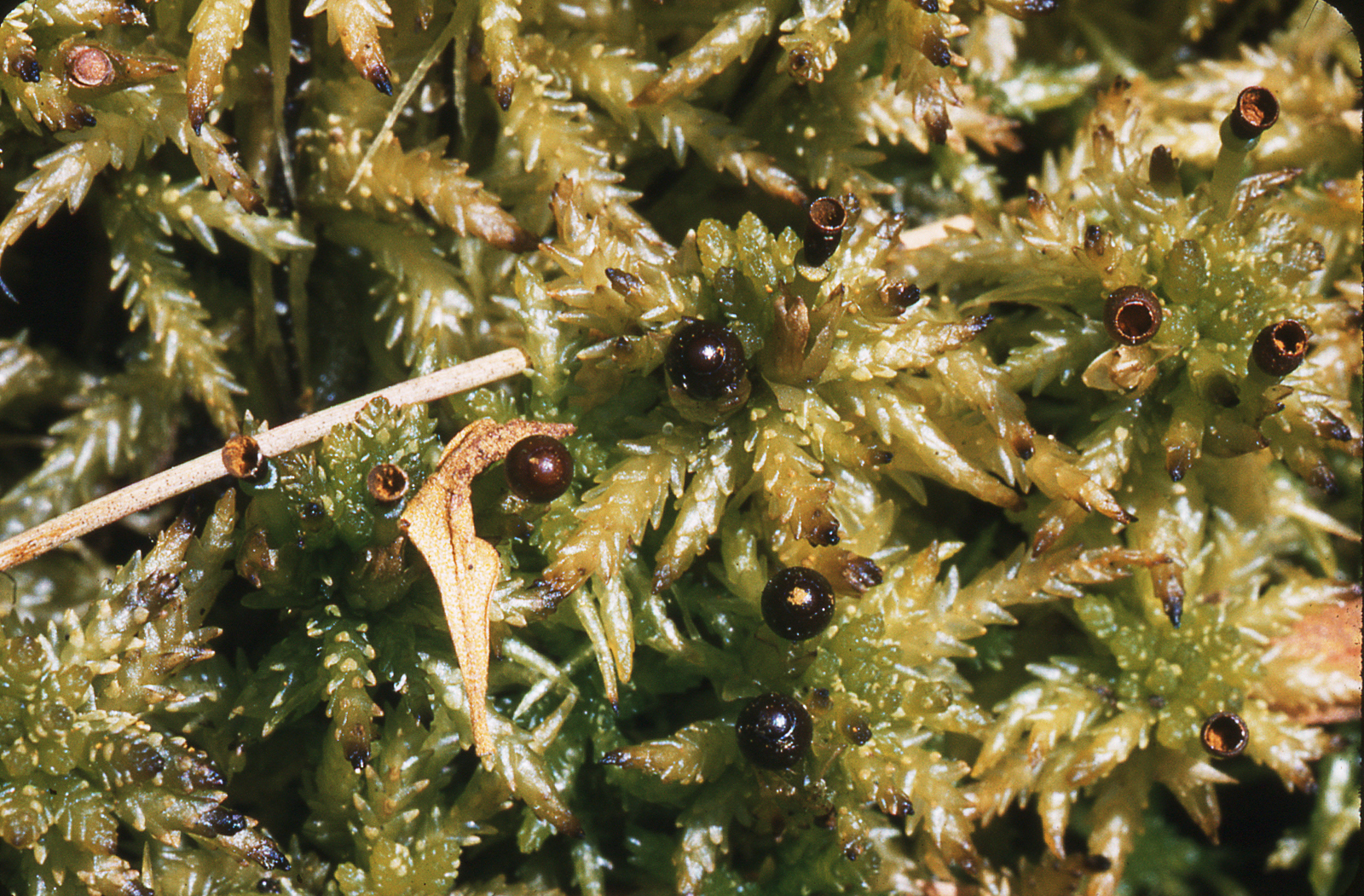 One of Eula’s field photos of a Sphagnum moss. The most speciose genus in BRIT’s bryophyte herbarium is Sphagnum, with 75 species represented by 509 specimens.