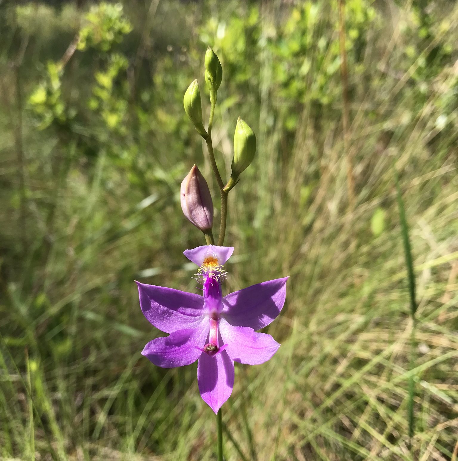 Tuberous grass pink (Calopogon tuberosus), a beautiful native orchid.