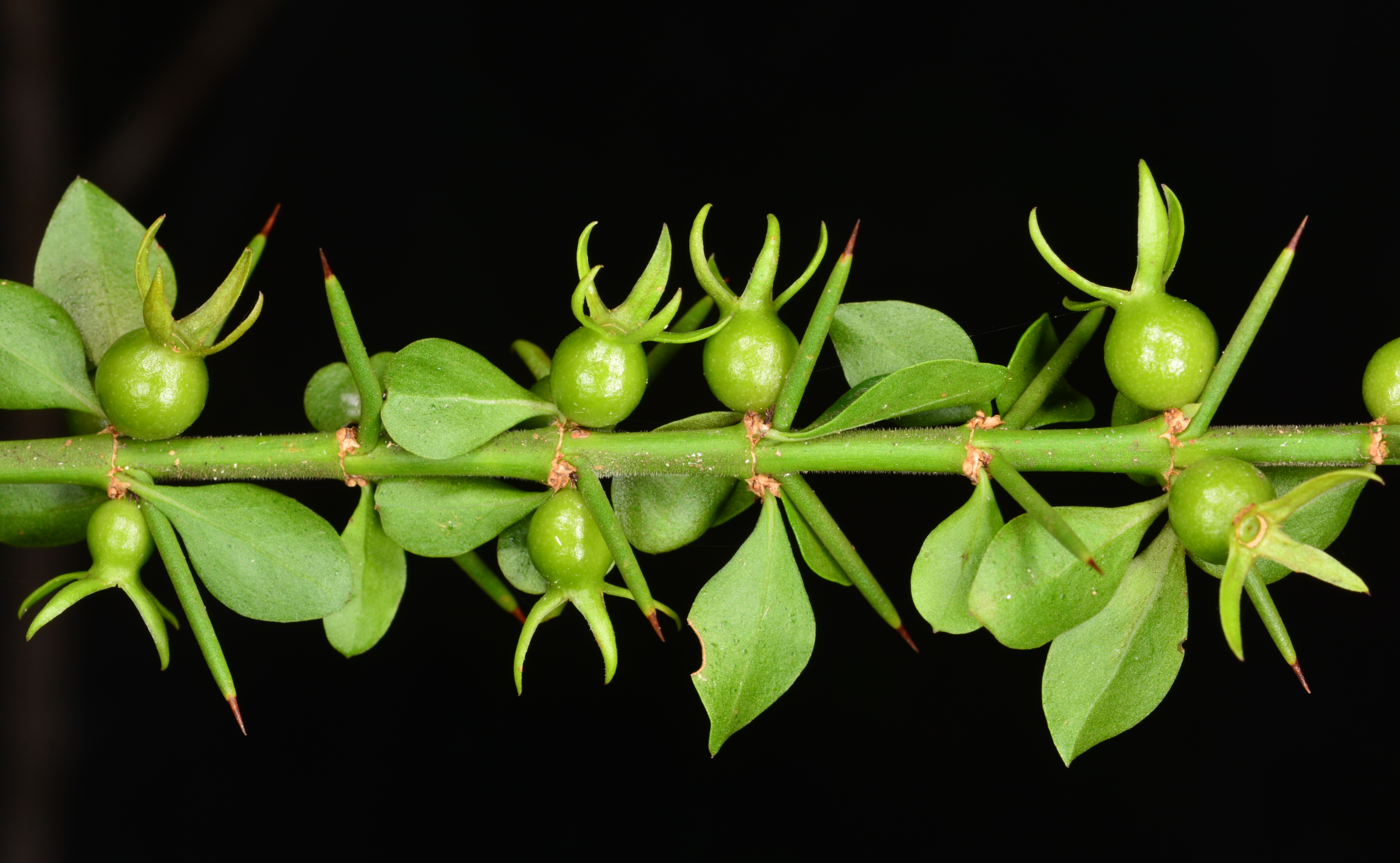 Fruits of tropical lilythorn (Catesbaea melanocarpa), an endangered shrub endemic to Puerto Rico and the island of St. Croix in the U.S. Virgin Islands.