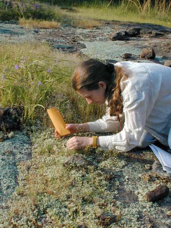 Ceska as a young conservation biologist collecting seeds from rock outcrop species. Photo credit: Hugh and Carol Nourse.