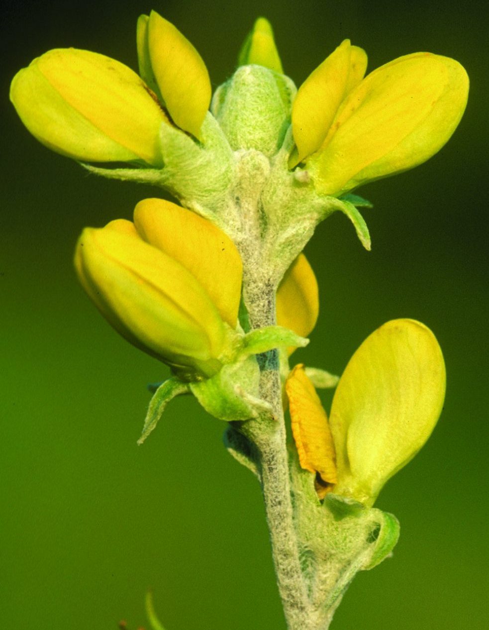 Ceska’s first professional botanical love, Baptisia arachnifera, Hairy Rattleweed, G1/S1, endemic to two counties in SE Georgia. An allozyme study and field survey of known populations for her master’s thesis helped Ceska get that Catherine Beattie Fellowship, an award that launched her career. Photo credit: Hugh and Carol Nourse.