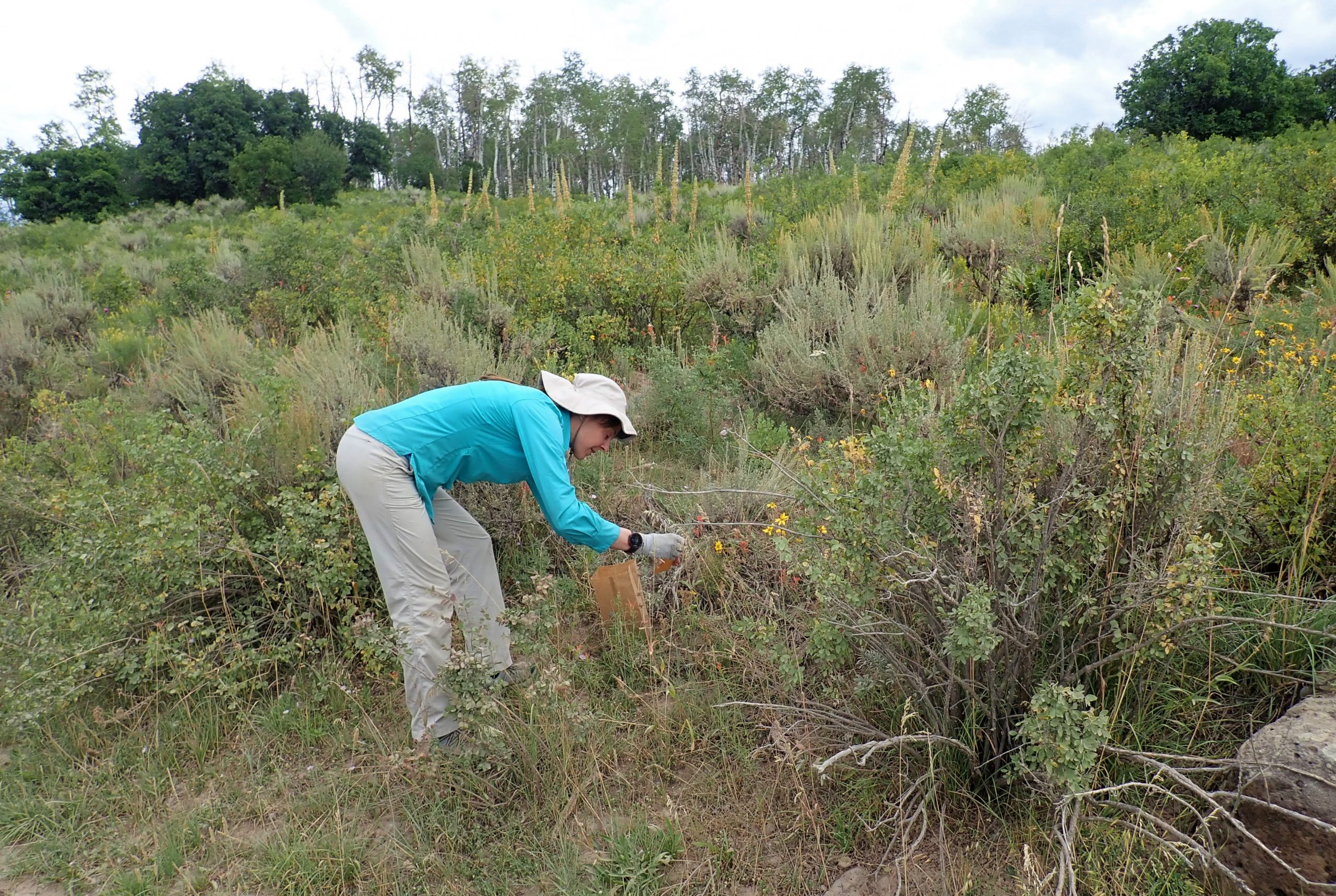 Chrissy Alba collecting seed during the second collection trip for Grand Mesa beardtongue seed.