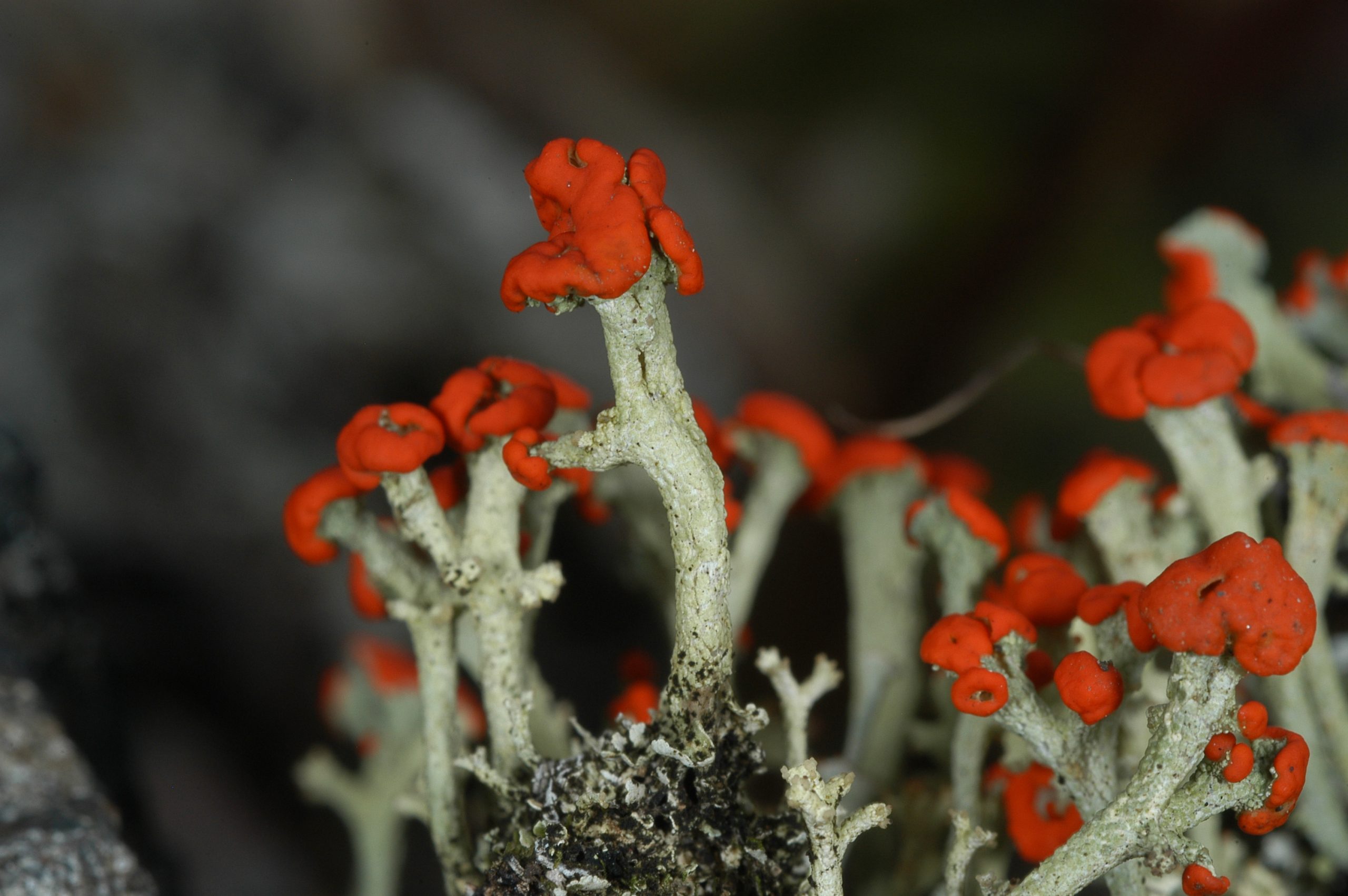 Cladonia cristatella, also known as British Soldiers, one of the iconic lichens of eastern North America.