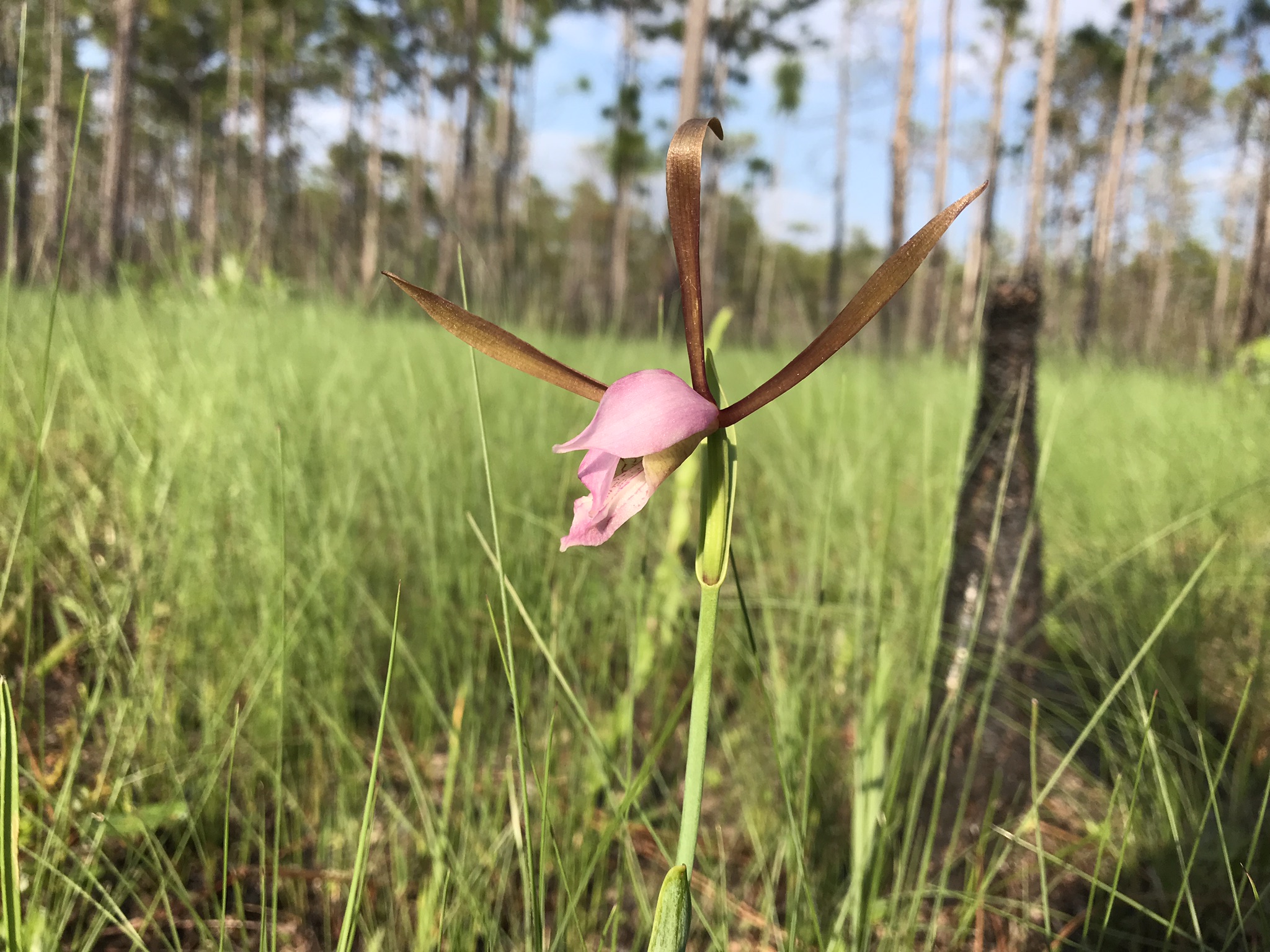 Coastal plain pogonia (Cleistesiopsis oricamporum), a beautiful native orchid.